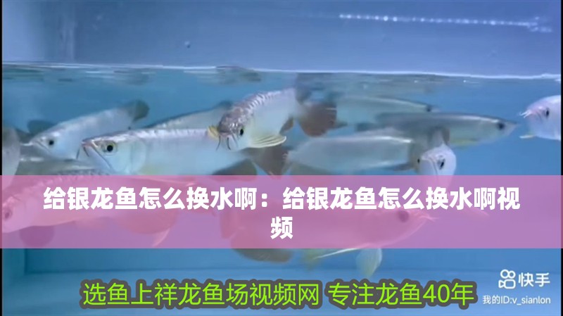 給銀龍魚怎么換水啊：給銀龍魚怎么換水啊視頻