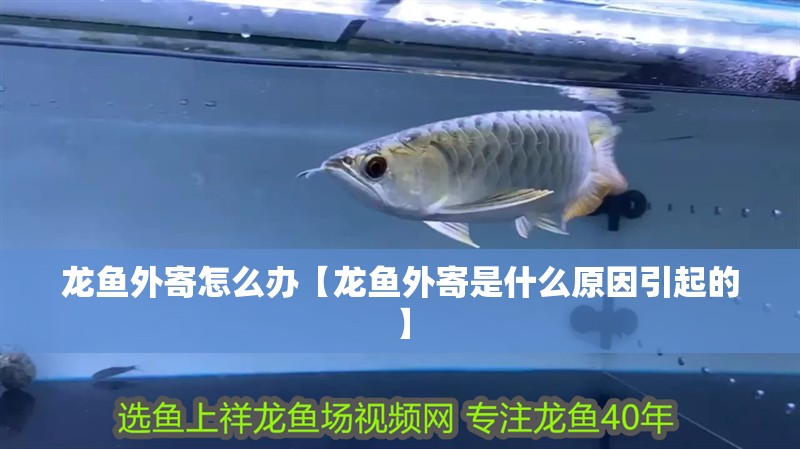 龍魚外寄怎么辦【龍魚外寄是什么原因引起的】
