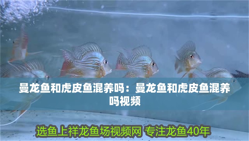 曼龍魚和虎皮魚混養嗎：曼龍魚和虎皮魚混養嗎視頻 曼龍魚和虎皮魚混養嗎：曼龍魚和虎皮魚混養嗎視頻 水族問答