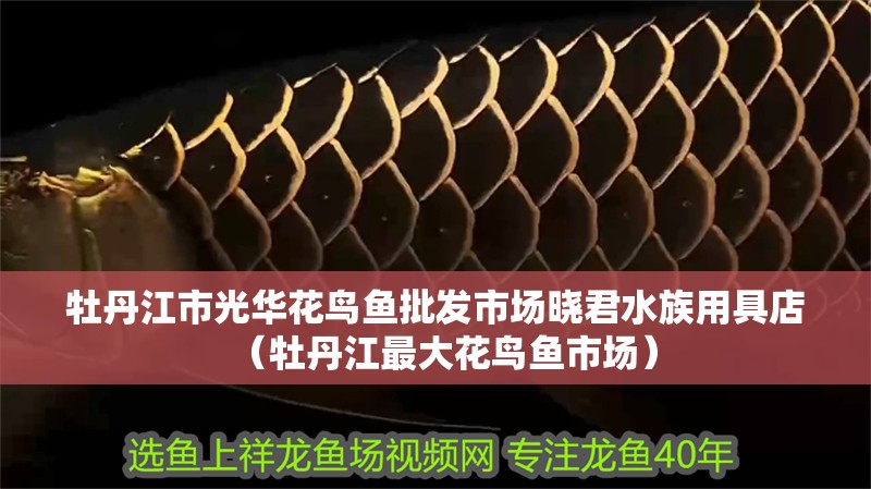 牡丹江市光華花鳥魚批發市場曉君水族用具店（牡丹江最大花鳥魚市場）