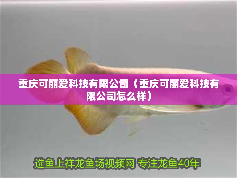 重慶可麗愛科技有限公司(重慶可麗愛科技有限公司怎么樣) 全國水族館企業名錄 第1張 重慶可麗愛科技有限公司(重慶可麗愛科技有限公司怎么樣) 重慶可麗愛科技有限公司(重慶可麗愛科技有限公司怎么樣) 全國水族館企業名錄 第1張