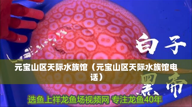 元寶山區(qū)天際水族館（元寶山區(qū)天際水族館電話）