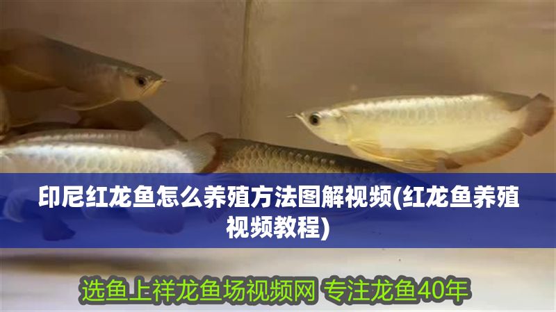 印尼紅龍魚怎么養殖方法圖解視頻(紅龍魚養殖視頻教程)
