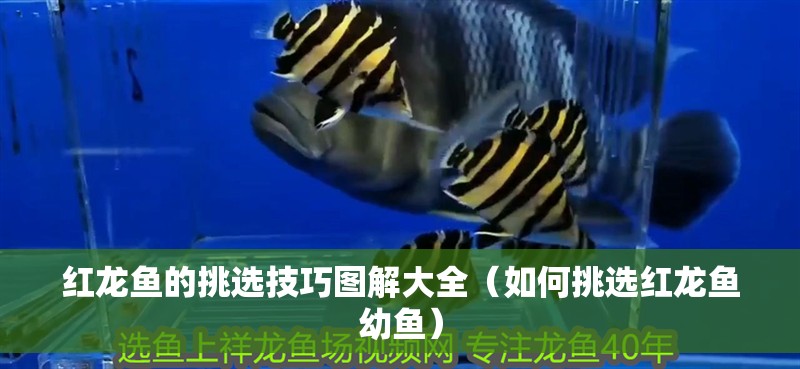 紅龍魚的挑選技巧圖解大全（如何挑選紅龍魚幼魚）