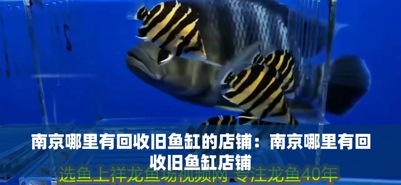 南京哪里有回收舊魚缸的店鋪：南京哪里有回收舊魚缸店鋪