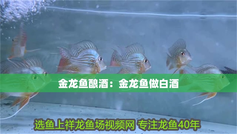 博特水族怎么樣（博特魚缸為什么那么貴）