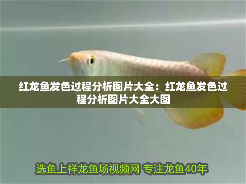 紅龍魚(yú)發(fā)色過(guò)程分析圖片大全：紅龍魚(yú)發(fā)色過(guò)程分析圖片大全大圖