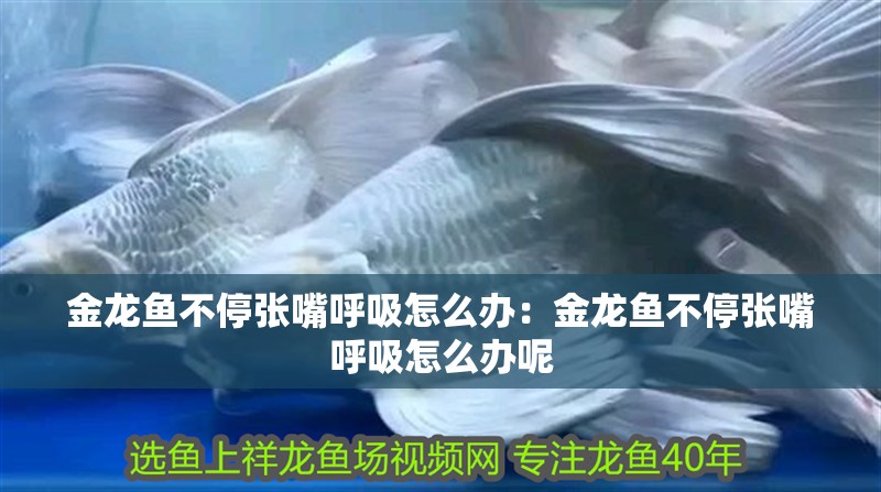 金龍魚不停張嘴呼吸怎么辦：金龍魚不停張嘴呼吸怎么辦呢