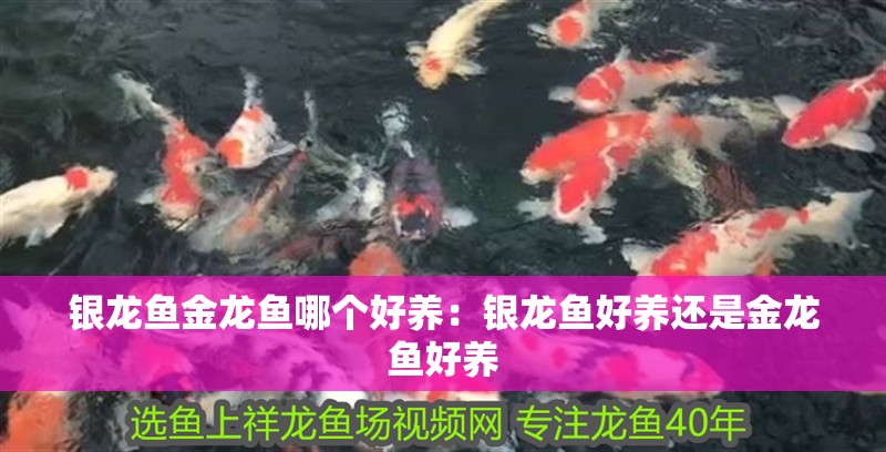銀龍魚金龍魚哪個好養(yǎng)：銀龍魚好養(yǎng)還是金龍魚好養(yǎng)