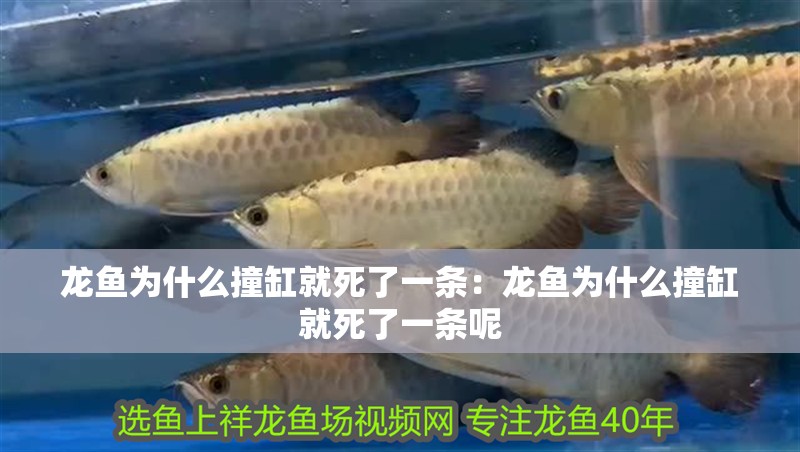 龍魚為什么撞缸就死了一條：龍魚為什么撞缸就死了一條呢
