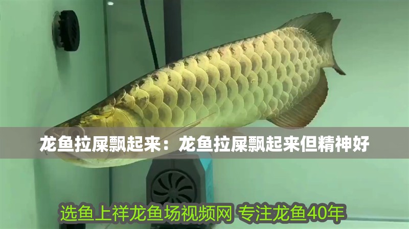龍魚拉屎飄起來:龍魚拉屎飄起來但精神好 水族問答 龍魚拉屎飄起來:龍魚拉屎飄起來但精神好 龍魚拉屎飄起來:龍魚拉屎飄起來但精神好 水族問答