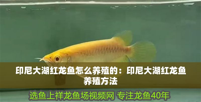 印尼大湖紅龍魚怎么養殖的：印尼大湖紅龍魚養殖方法 印尼大湖紅龍魚怎么養殖的：印尼大湖紅龍魚養殖方法 大湖紅龍魚百科 第1張