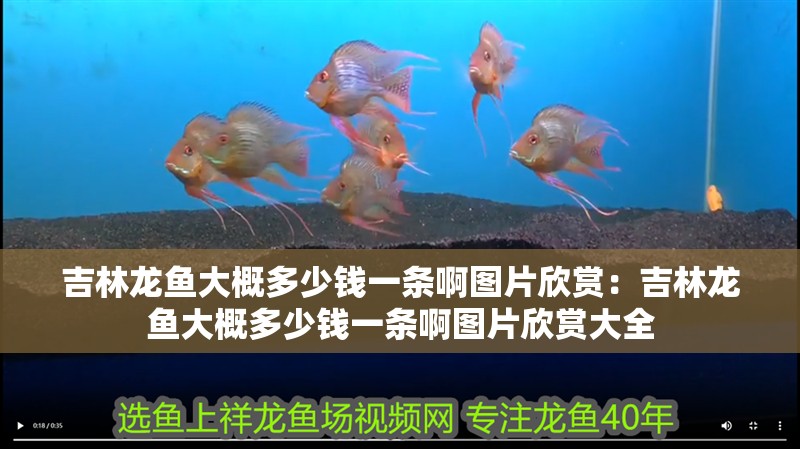 <strong><mark>吉林</mark></strong>龍魚大概多少錢一條啊圖片欣賞：<strong><mark>吉林</mark></strong>龍魚大概多少錢一條啊圖片欣賞大全