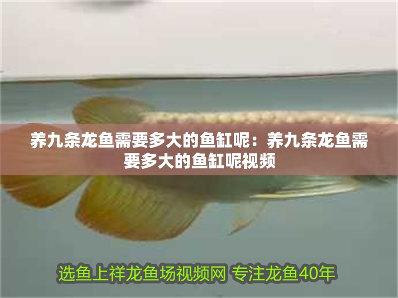 養九條龍魚需要多大的魚缸呢：養九條龍魚需要多大的魚缸呢視頻