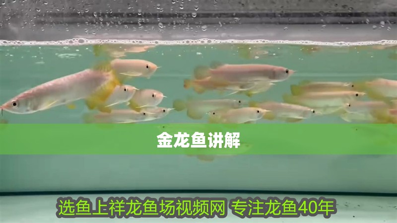 金龍魚講解 龍魚百科 第2張 金龍魚講解 金龍魚講解 龍魚百科 第2張