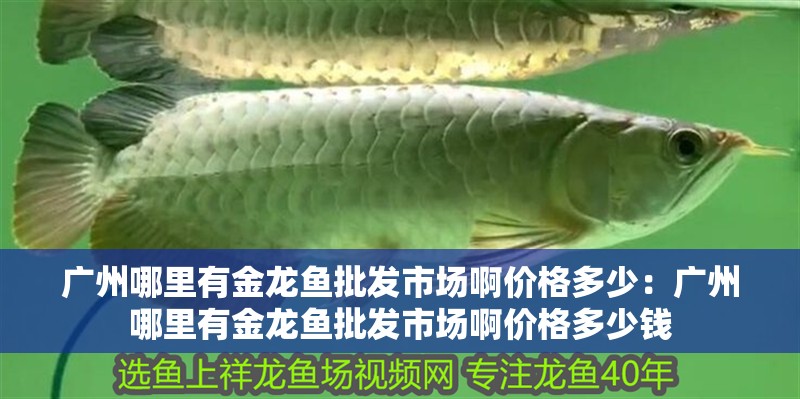 廣州哪里有金龍魚批發市場啊價格多少：廣州哪里有金龍魚批發市場啊價格多少錢