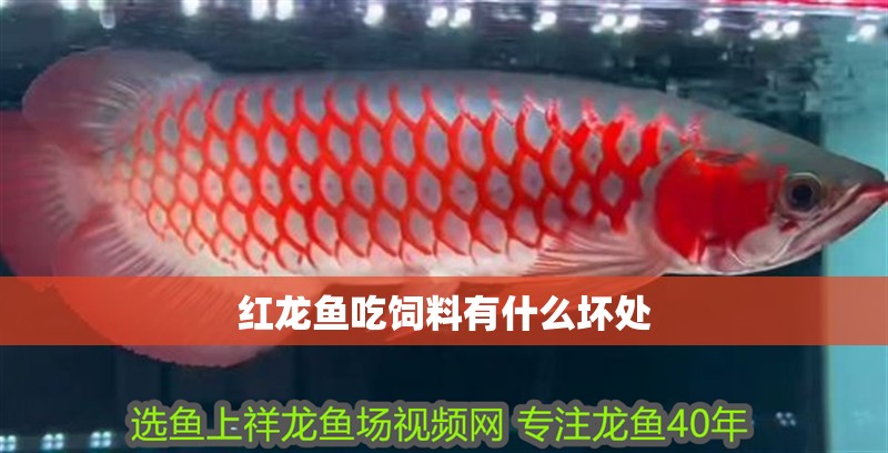 紅龍魚吃飼料有什么壞處
