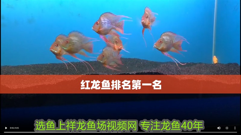 紅龍魚排名第一名
