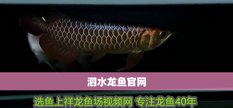 泗水龍魚官網