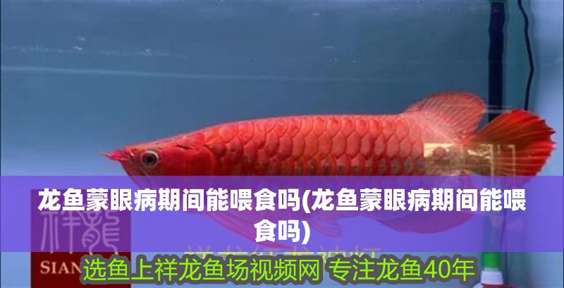 龍魚蒙眼病期間能喂食嗎(龍魚蒙眼病期間能喂食嗎) 龍魚蒙眼病期間能喂食嗎(龍魚蒙眼病期間能喂食嗎) 金龍魚百科 第1張