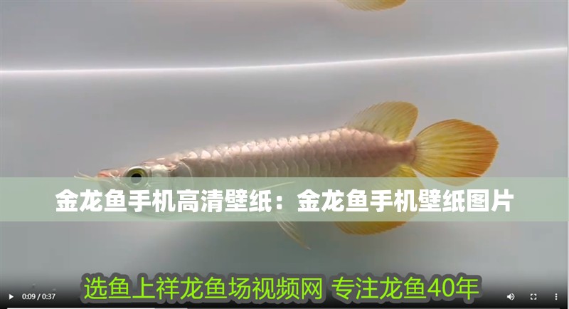 金龍魚手機(jī)高清壁紙：金龍魚手機(jī)壁紙圖片 金龍魚手機(jī)高清壁紙：金龍魚手機(jī)壁紙圖片 水族問答