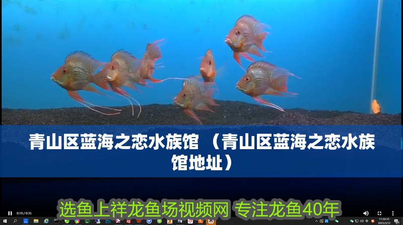 青山區(qū)藍(lán)海之戀水族館 （青山區(qū)藍(lán)海之戀水族館地址）