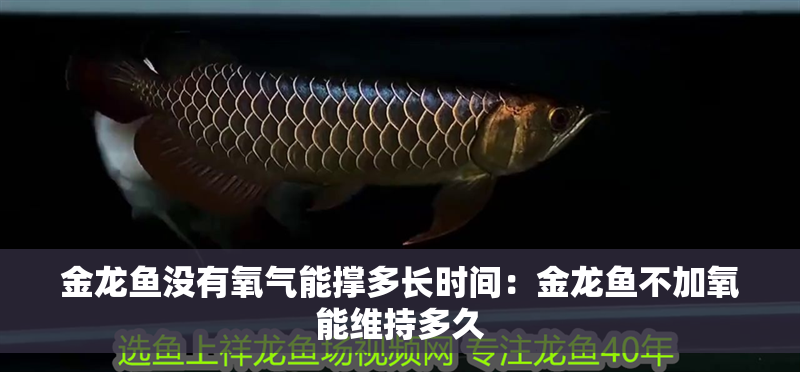 金龍魚沒有氧氣能撐多長時間：金龍魚不加氧能維持多久