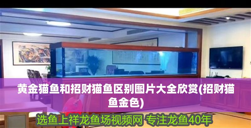 黃金貓魚和招財貓魚區別圖片大全欣賞(招財貓魚金色)