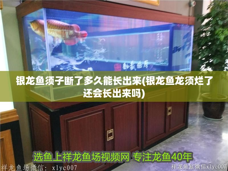 銀龍魚須子斷了多久能長(zhǎng)出來(lái)(銀龍魚龍須爛了還會(huì)長(zhǎng)出來(lái)嗎)