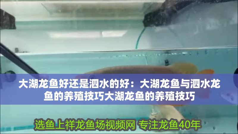 大湖龍魚好還是泗水的好：大湖龍魚與泗水龍魚的養殖技巧大湖龍魚的養殖技巧