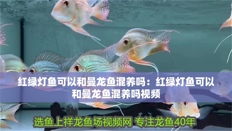 紅綠燈魚可以和曼龍魚混養嗎：紅綠燈魚可以和曼龍魚混養嗎視頻 紅綠燈魚可以和曼龍魚混養嗎：紅綠燈魚可以和曼龍魚混養嗎視頻 水族問答
