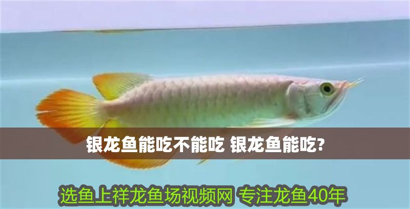 銀龍魚能吃不能吃 銀龍魚能吃?