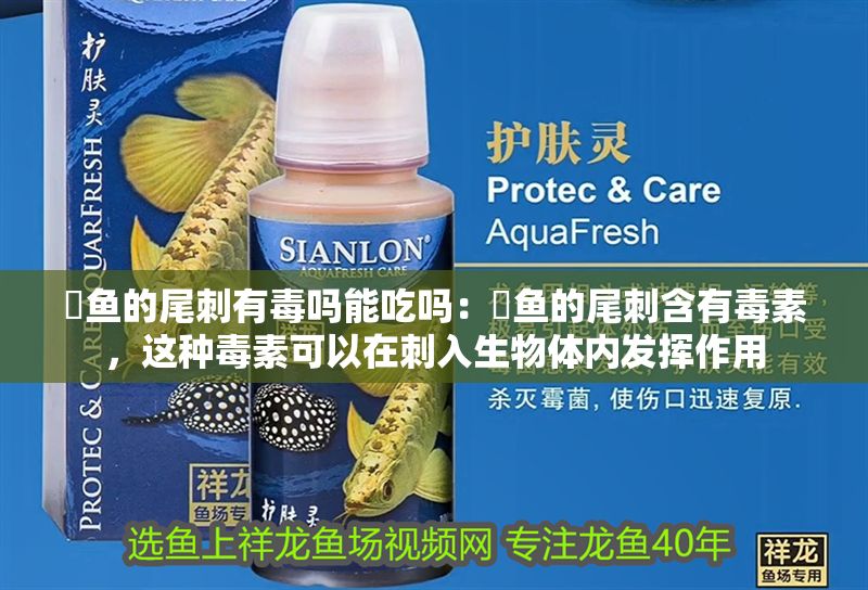 魟魚的尾刺有毒嗎能吃嗎：魟魚的尾刺含有毒素，這種毒素可以在刺入生物體內(nèi)發(fā)揮作用