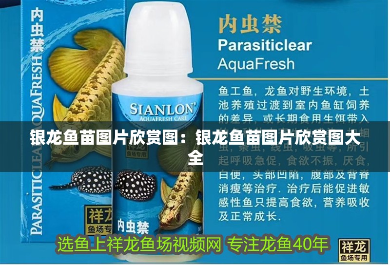銀龍魚(yú)苗圖片欣賞圖：銀龍魚(yú)苗圖片欣賞圖大全