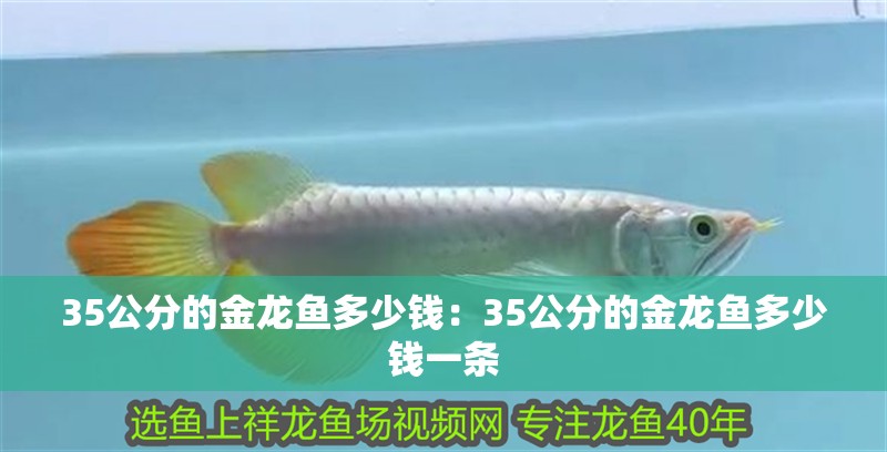 35公分的金龍魚多少錢：35公分的金龍魚多少錢一條 35公分的金龍魚多少錢：35公分的金龍魚多少錢一條 水族問答