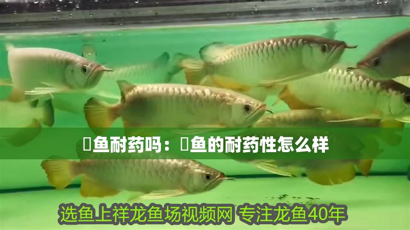 魟魚耐藥嗎：魟魚的耐藥性怎么樣