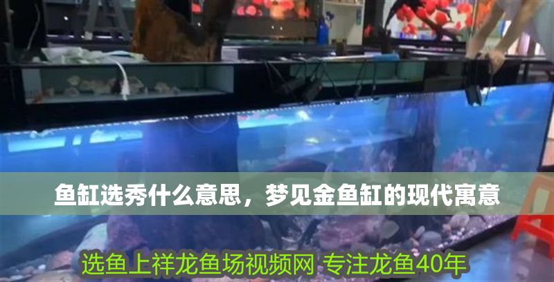 魚缸選秀什么意思，夢見金魚缸的現代寓意