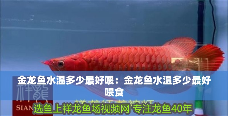 金龍魚水溫多少最好喂：金龍魚水溫多少最好喂食 金龍魚水溫多少最好喂：金龍魚水溫多少最好喂食 水族問答