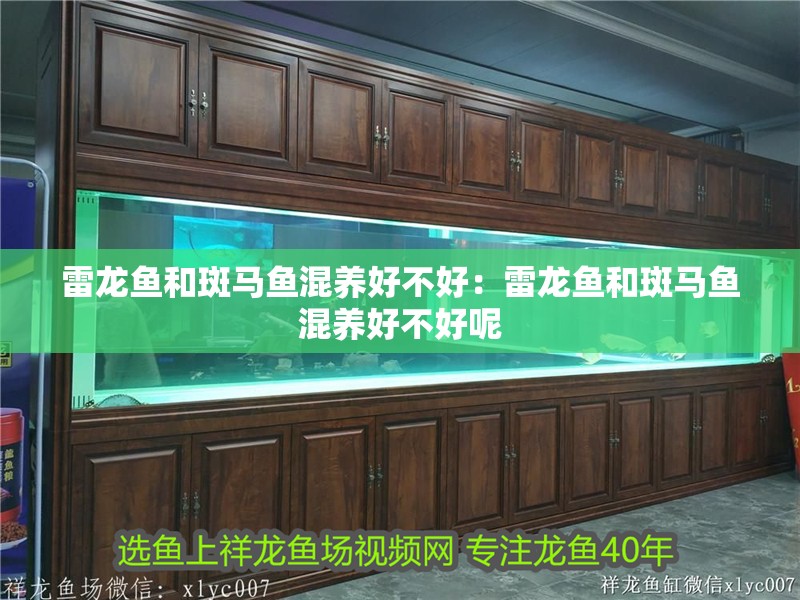 雷龍魚和斑馬魚混養好不好：雷龍魚和斑馬魚混養好不好呢 雷龍魚和斑馬魚混養好不好：雷龍魚和斑馬魚混養好不好呢 水族問答
