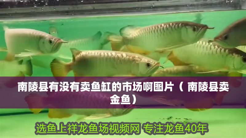 南陵縣有沒有賣魚缸的市場啊圖片( 南陵縣賣金魚) 虎魚百科 第1張 南陵縣有沒有賣魚缸的市場啊圖片( 南陵縣賣金魚) 南陵縣有沒有賣魚缸的市場啊圖片( 南陵縣賣金魚) 虎魚百科 第1張