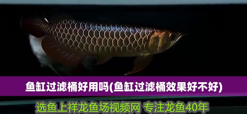 魚缸過濾桶好用嗎(魚缸過濾桶效果好不好)