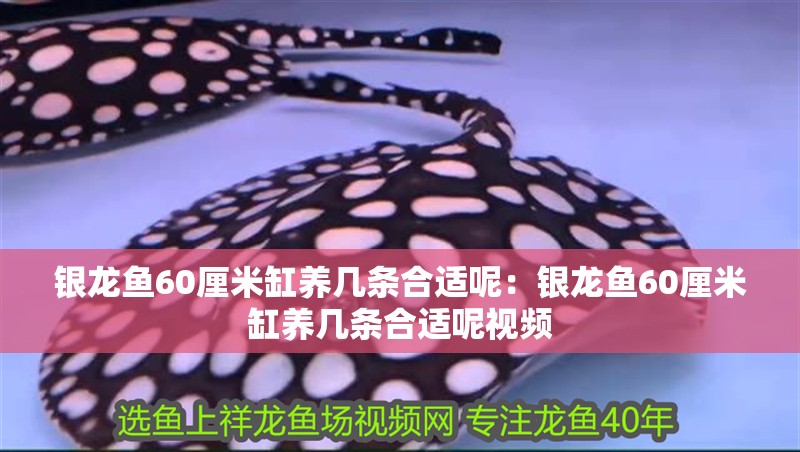 銀龍魚60厘米缸養幾條合適呢：銀龍魚60厘米缸養幾條合適呢視頻