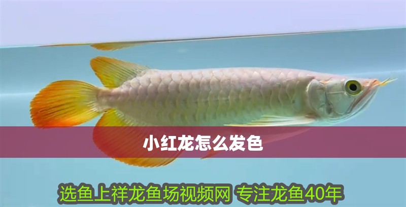 小紅龍怎么發(fā)色 小紅龍怎么發(fā)色 龍魚百科 第1張