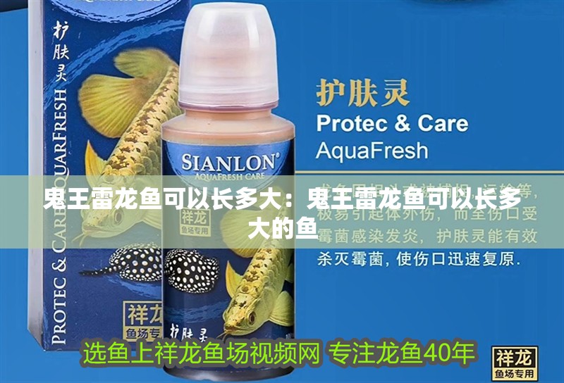 鬼王雷龍魚可以長多大：鬼王雷龍魚可以長多大的魚 鬼王雷龍魚可以長多大：鬼王雷龍魚可以長多大的魚 水族問答