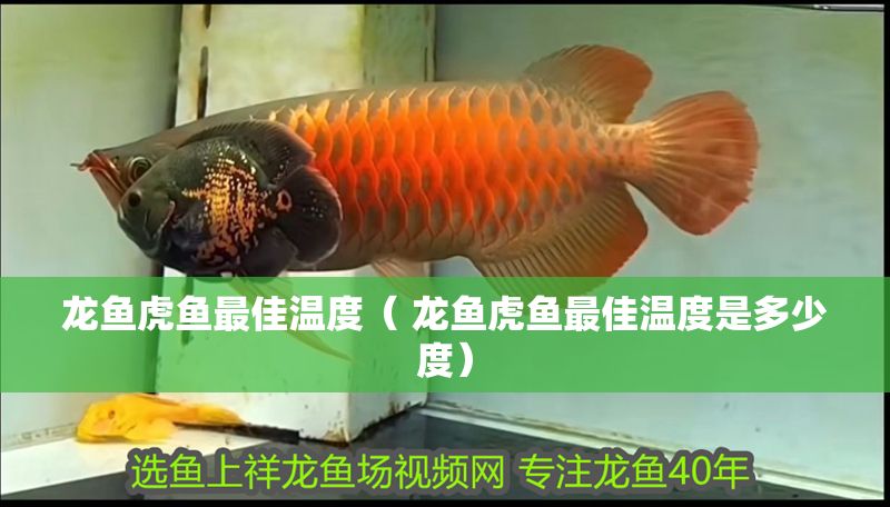 龍魚虎魚最佳溫度（ 龍魚虎魚最佳溫度是多少度）