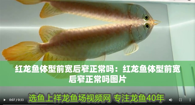 紅龍魚(yú)體型前寬后窄正常嗎：紅龍魚(yú)體型前寬后窄正常嗎圖片