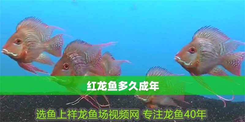紅龍魚多久成年 紅龍魚多久成年 龍魚百科 第1張