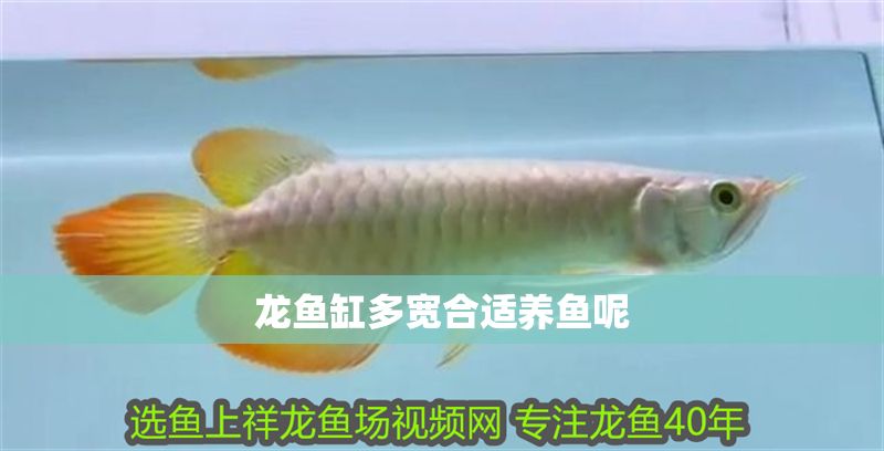 龍魚(yú)缸多寬合適養(yǎng)魚(yú)呢