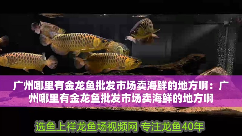 廣州哪里有金龍魚批發(fā)市場賣海鮮的地方啊：廣州哪里有金龍魚批發(fā)市場賣海鮮的地方啊