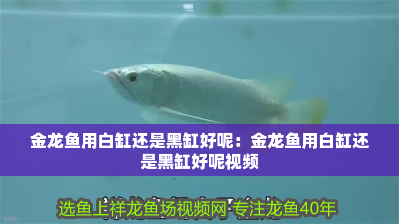 金龍魚用白缸還是黑缸好呢：金龍魚用白缸還是黑缸好呢視頻
